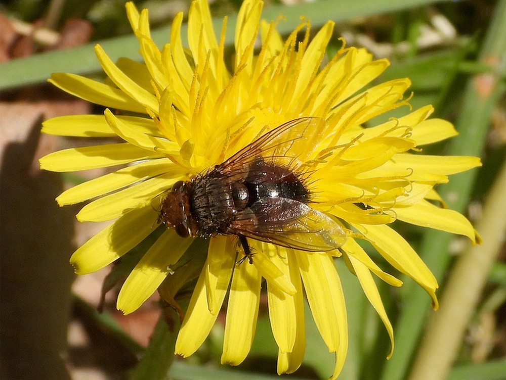 goniadivisaoppaardenbloemsluipvlieghuisterheide15042023