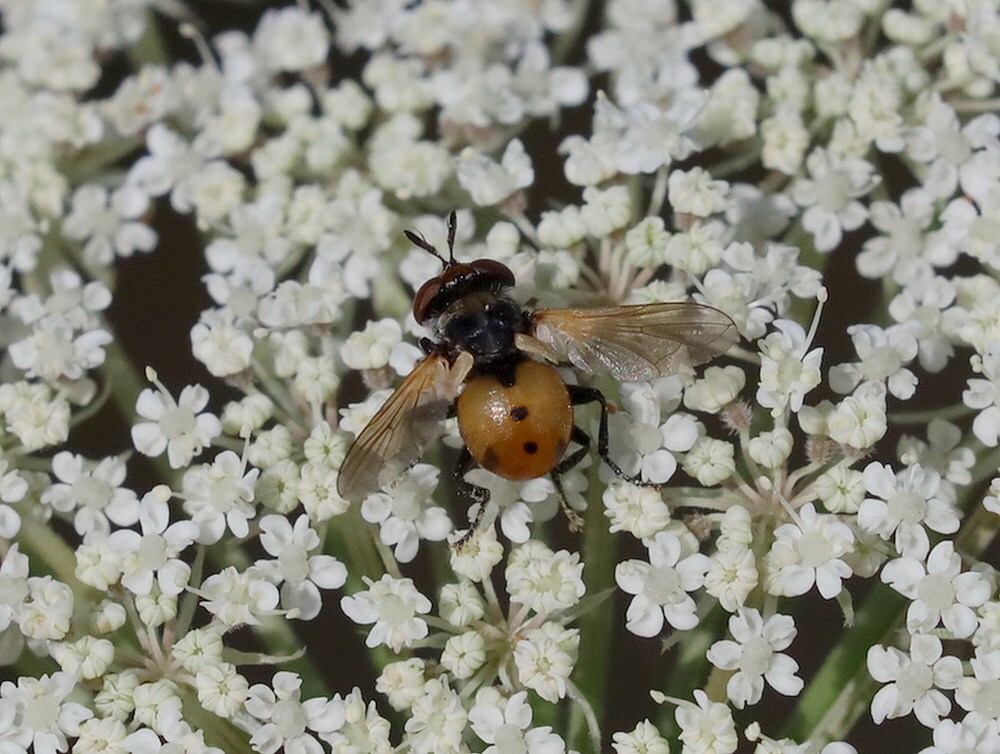 gymnosomarotundatumopwildepeenvolmolenepen11072023