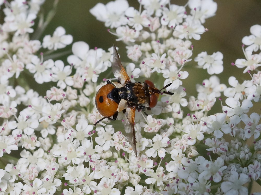 gymnosomarotundatumsluipvliegopwildepeenmaastricht10072023
