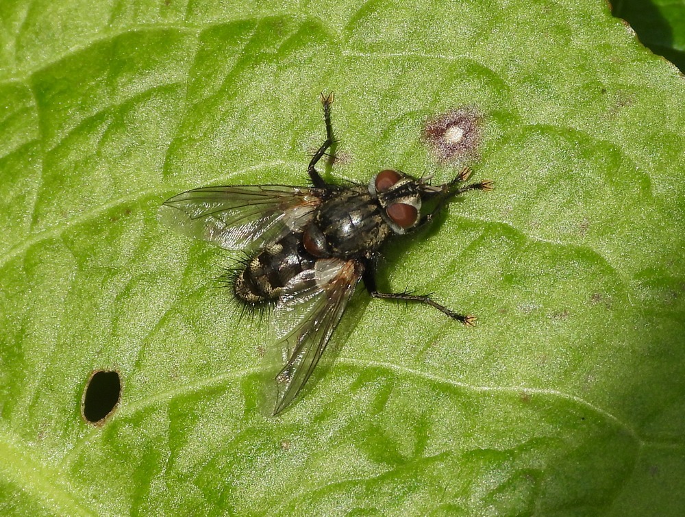 phoroceraassimilissluipvlieglingebosvuren26042023 1