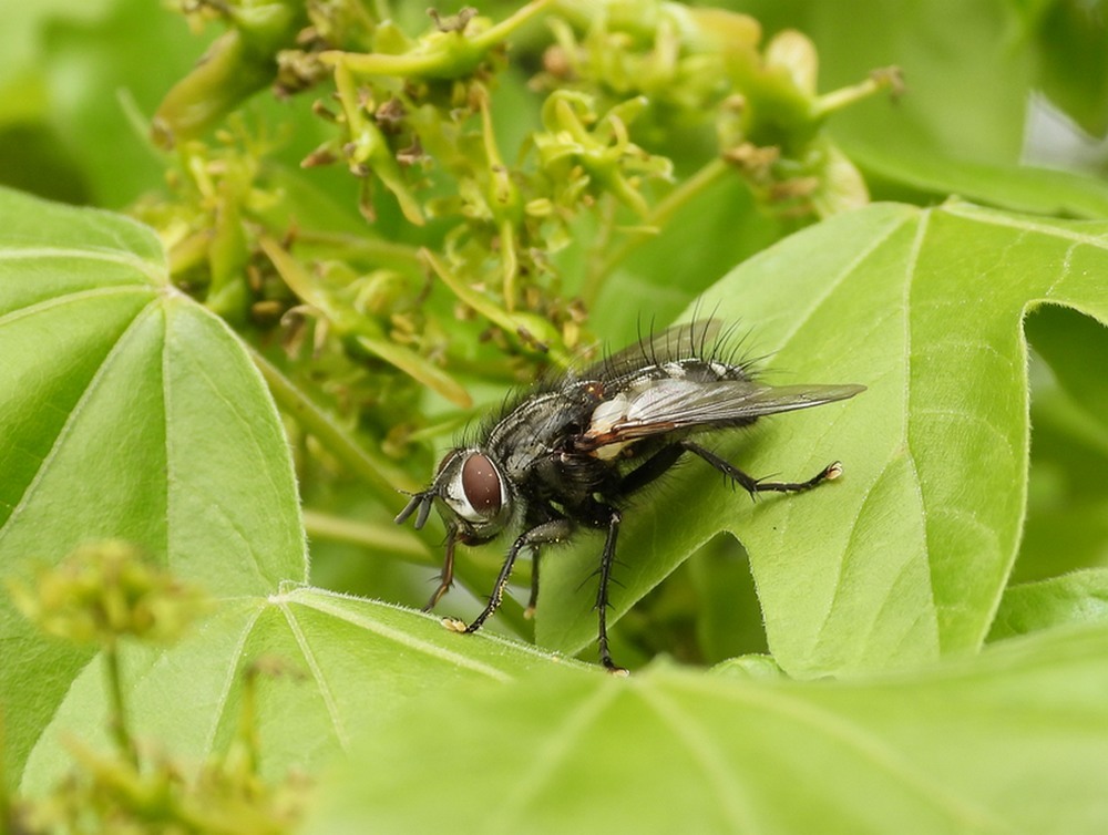 phoroceraassimilissluipvlieglingebosvuren26042023 2