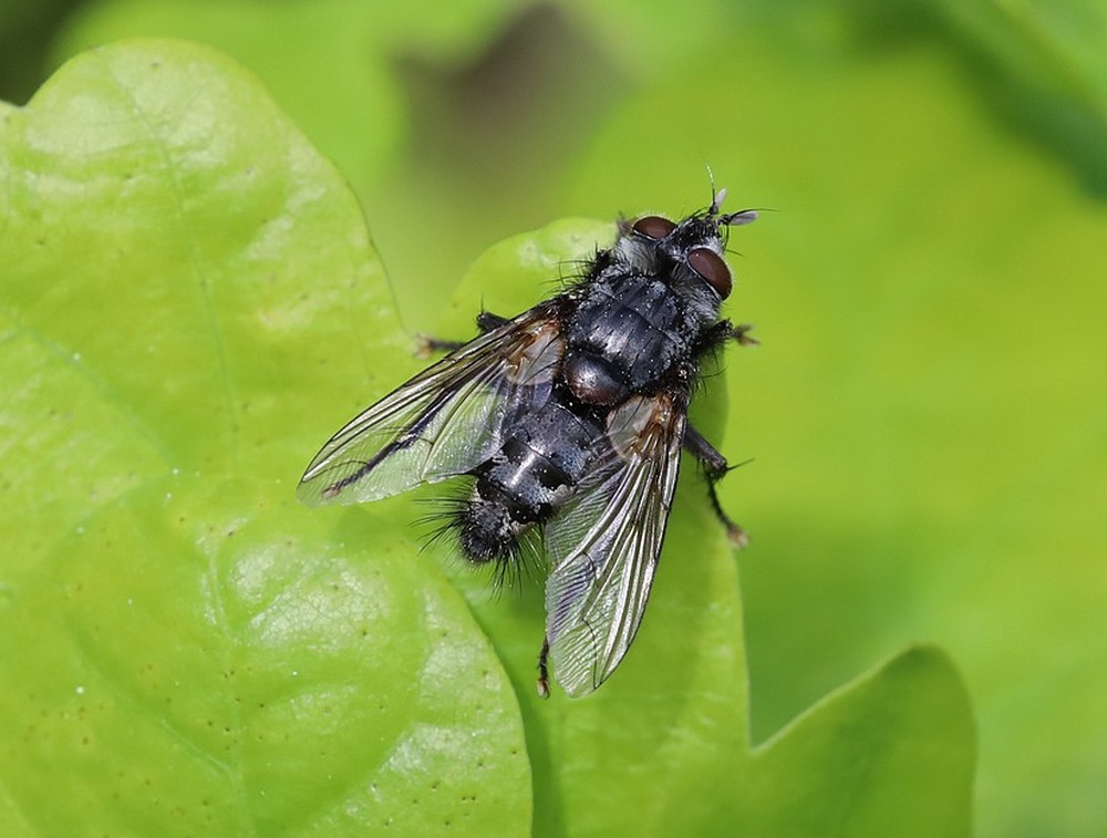 phoroceraobscurasluipvliegdrunenseduinen17052023