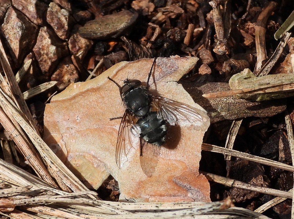 polleniaspecdrunenseduinen14042023