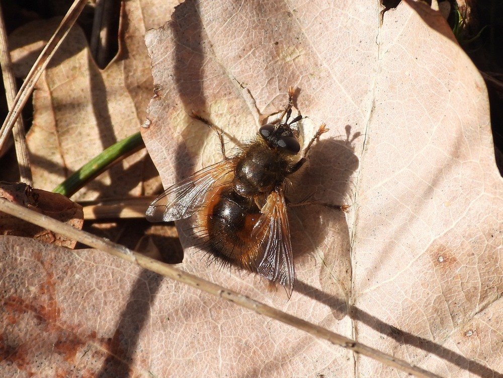 tachinaursinavrouwdrunenseduinen14042023