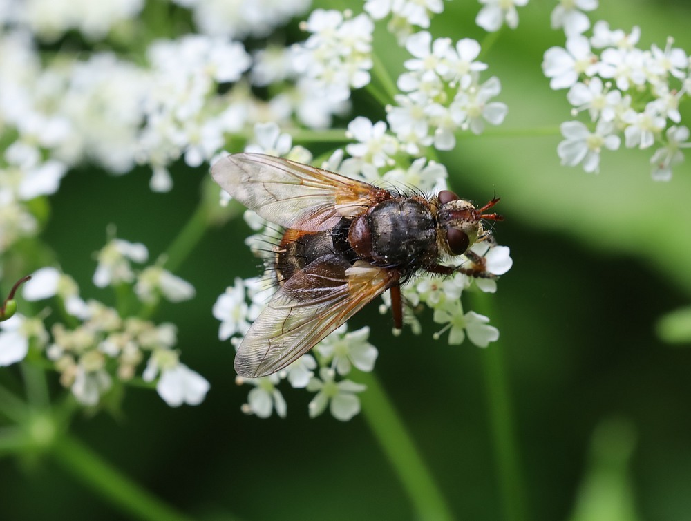 woestesluipvliegopfluitenkruidamelisweerd16052023 1