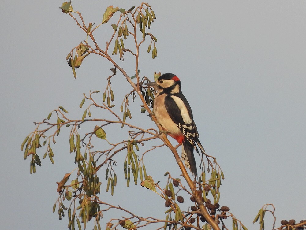 grotebontespechtinzwarteelszouweboezemgebied08112025 1