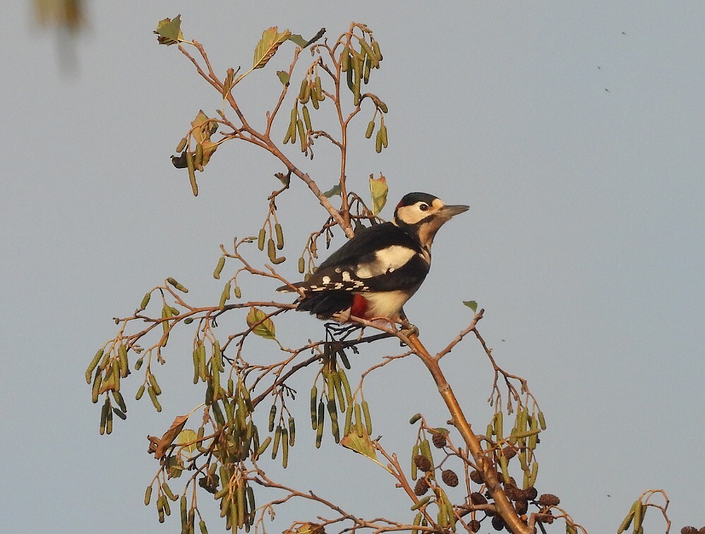 grotebontespechtinzwarteelszouweboezemgebied08112025 2