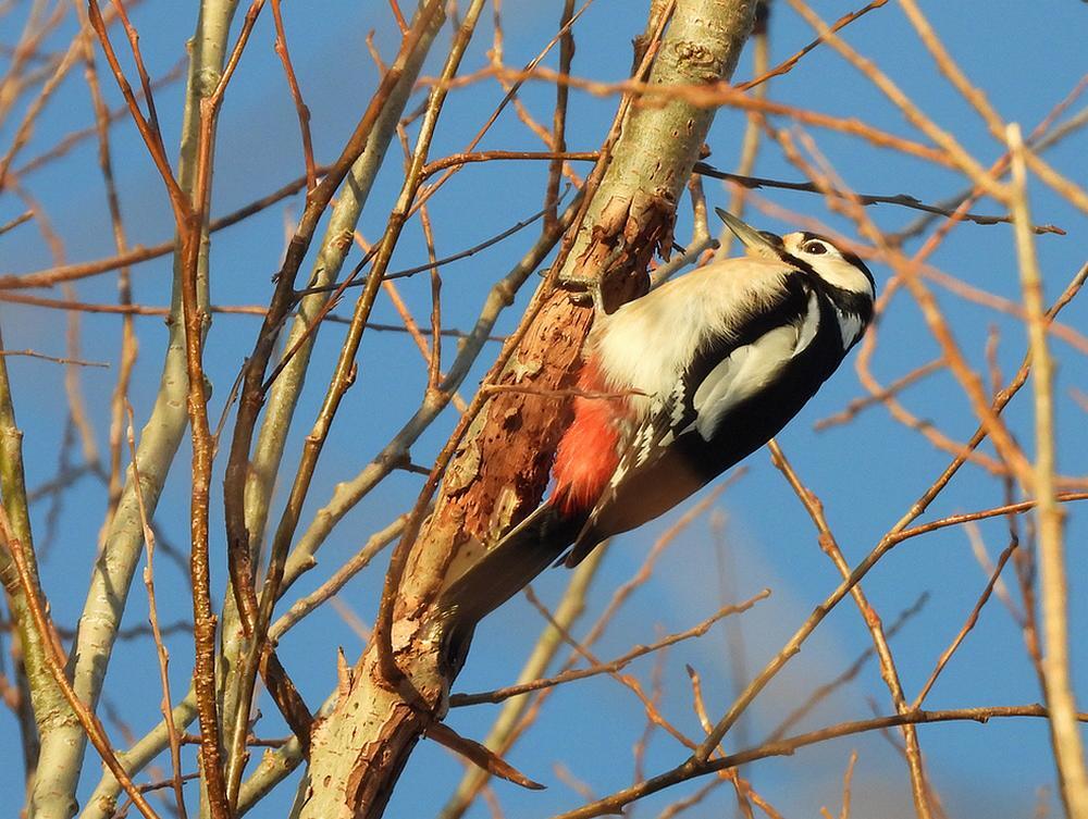 gtotebontespechtburggraafmeerkerk05012026 1