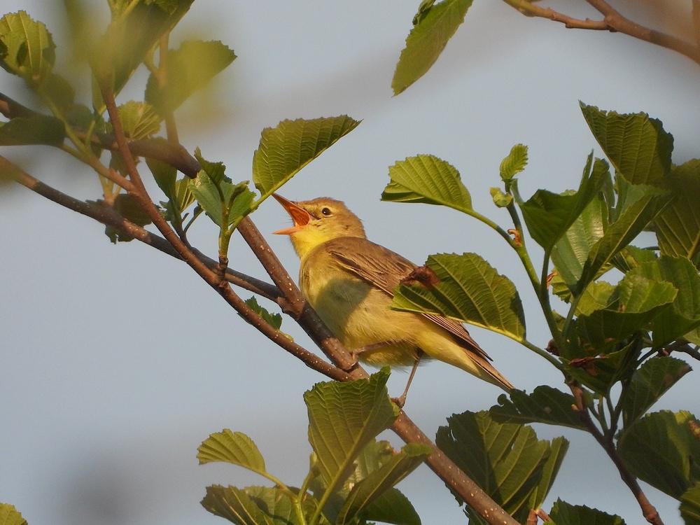 spotvogelzouweboezem03062021 3