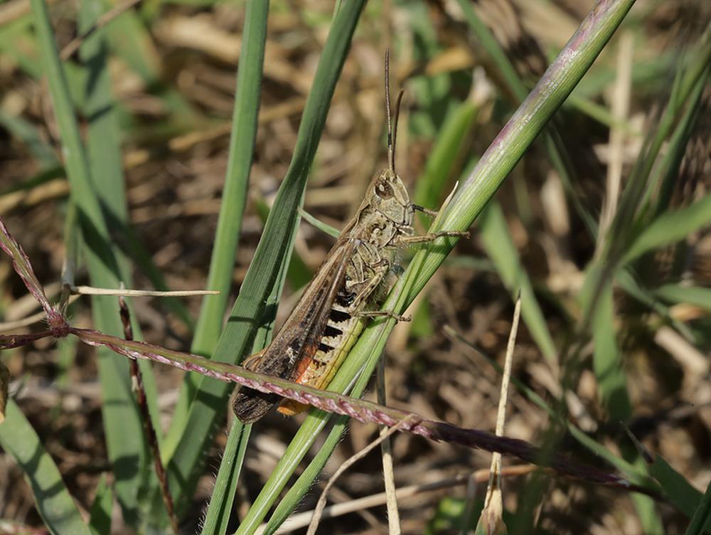 ratelaarzouweboezemgebied03082026