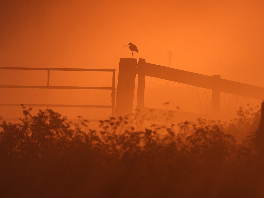 gruttoeenzaamenalleenbijzonsopkomstzouweboezem17052025 3