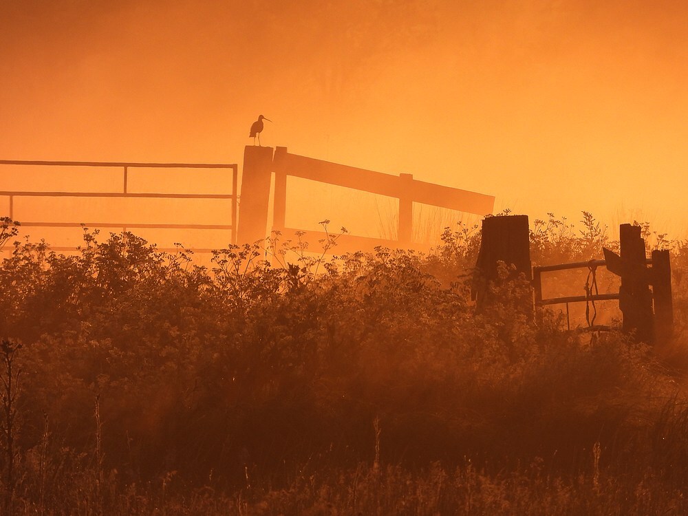 gruttoeenzaamenalleenbijzonsopkomstzouweboezem17052025 5