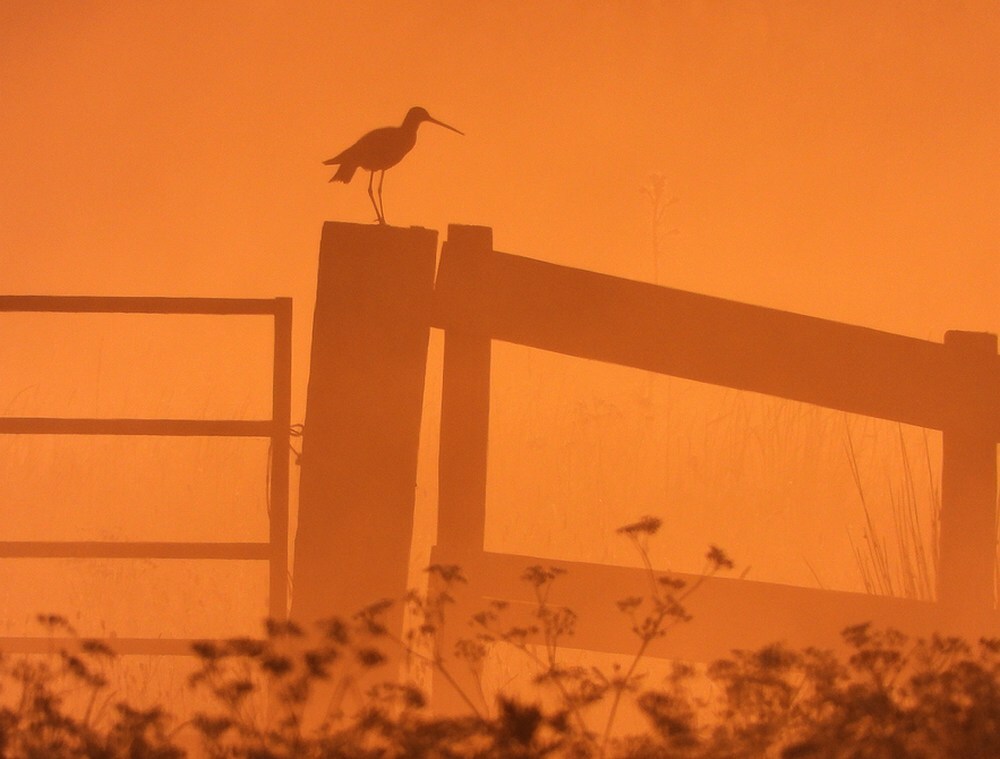 gruttoeenzaamenalleenbijzonsopkomstzouweboezem17052025 6