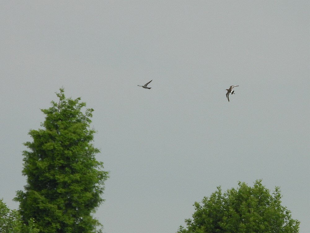 gruttoenkoekoekzouweboezem18052025