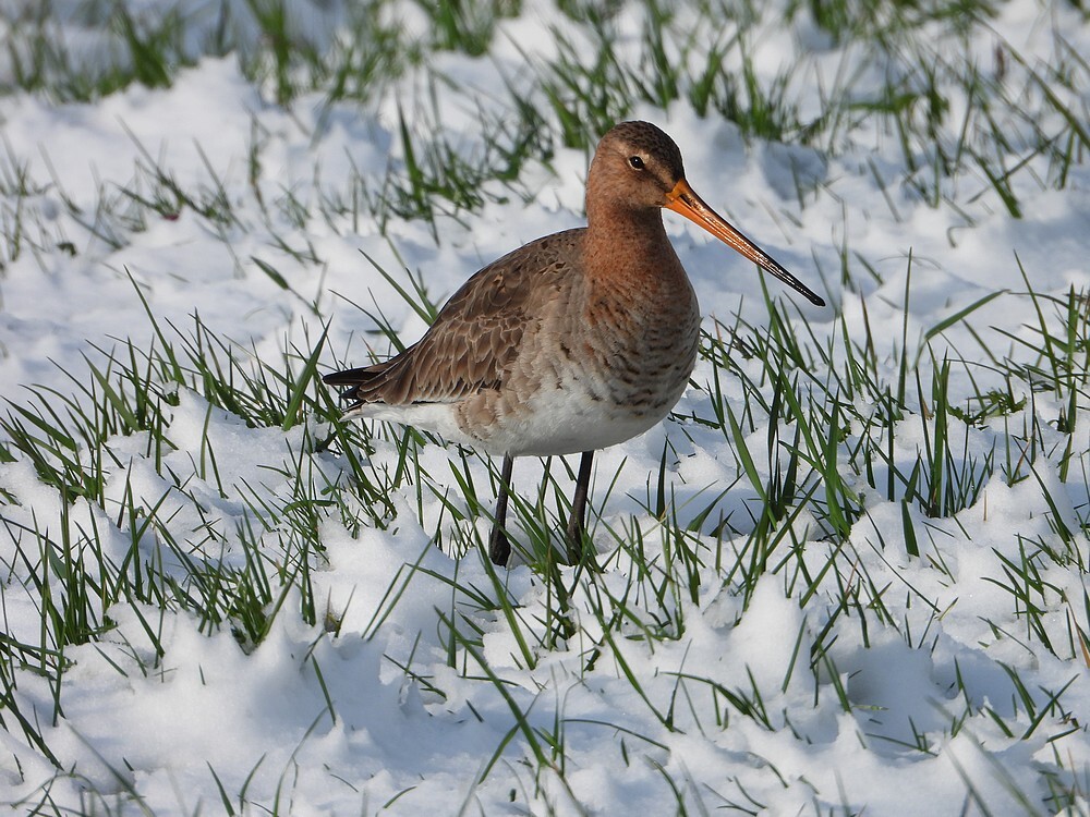 gruttoindesneeuwprovwegnoordeloos01042022 4