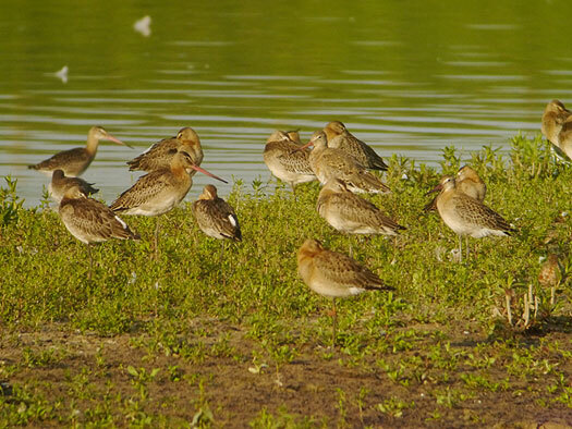 gruttojuveniellingegebied01072013 4