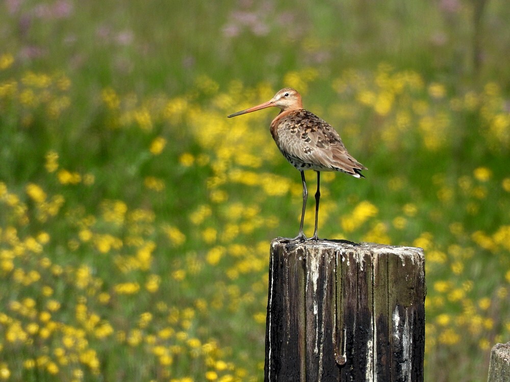 gruttoopboterbloemhekpolderachthovenzouweboezem14052025 1