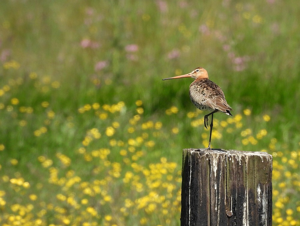 gruttoopboterbloemhekpolderachthovenzouweboezem14052025 3