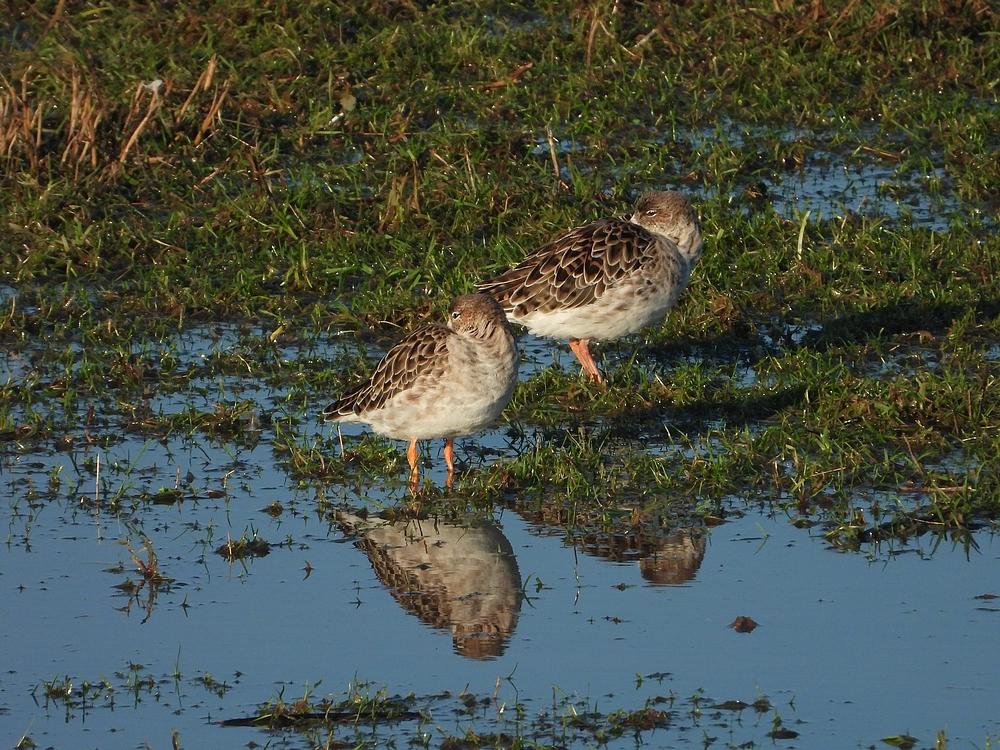 kemphanenlekuiterwaardachthoven11022021