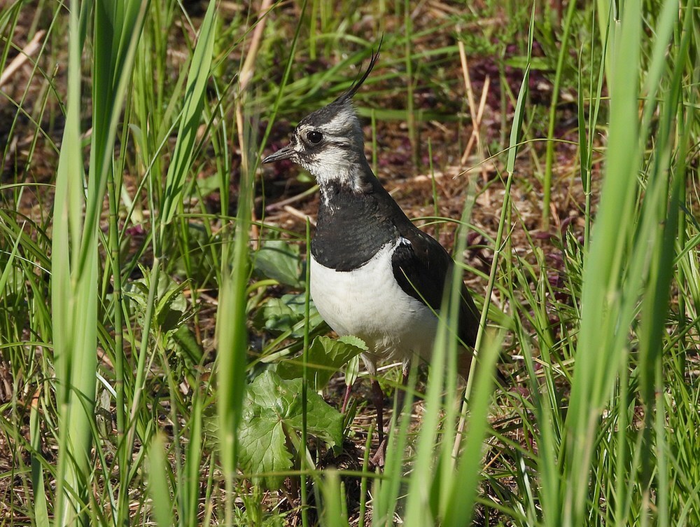 kievitderoofvogelspotterzouweboezem120520245