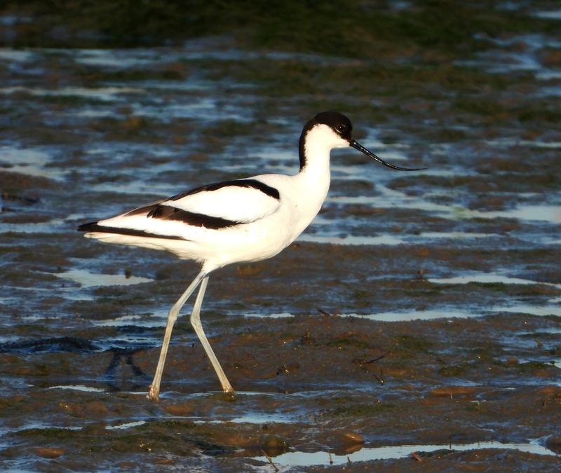 kluutbrabantsbiesbosch27052020