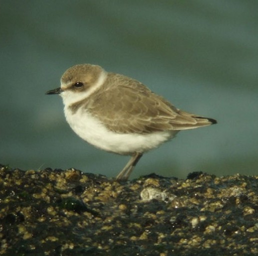 strandplevier brouwersdam 18 okt. 2008