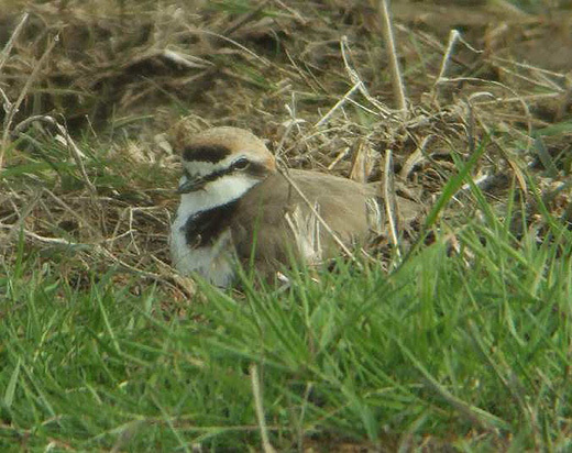 strandplevierman zeeland 18 mei 2007