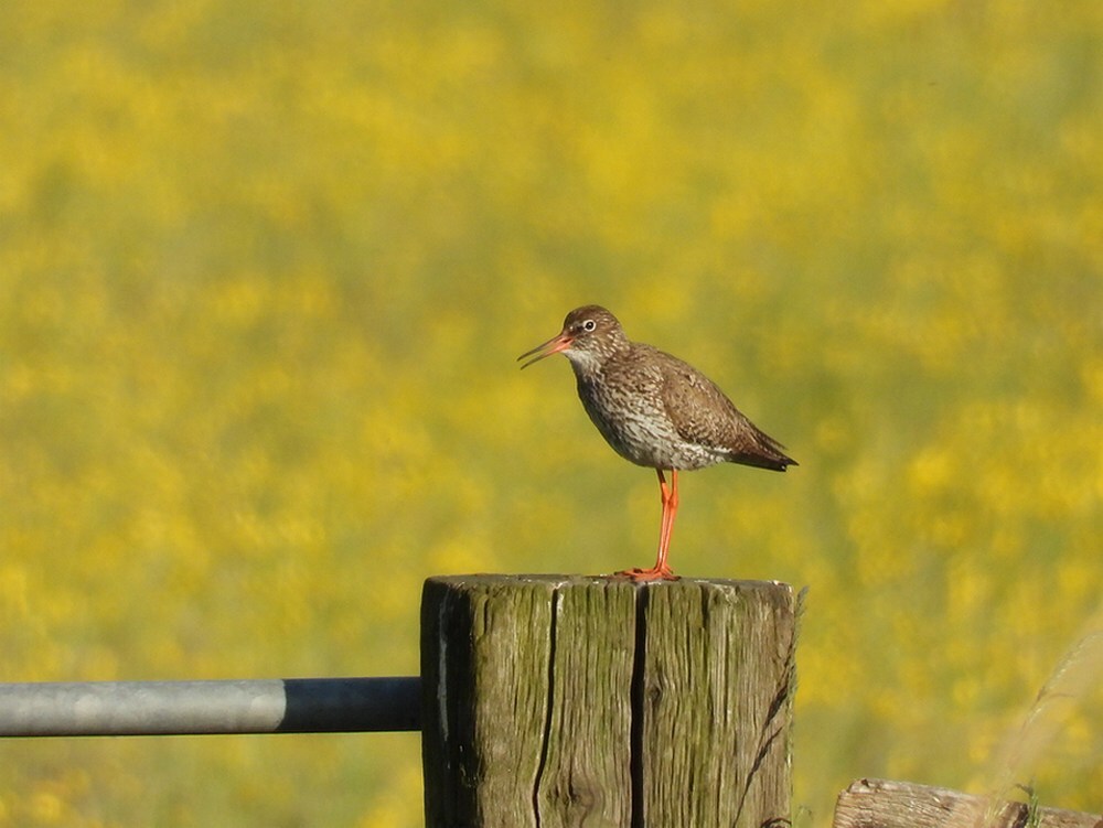 tureluuropboterbloemhekpolderachthovenzouweboezem14053025 4