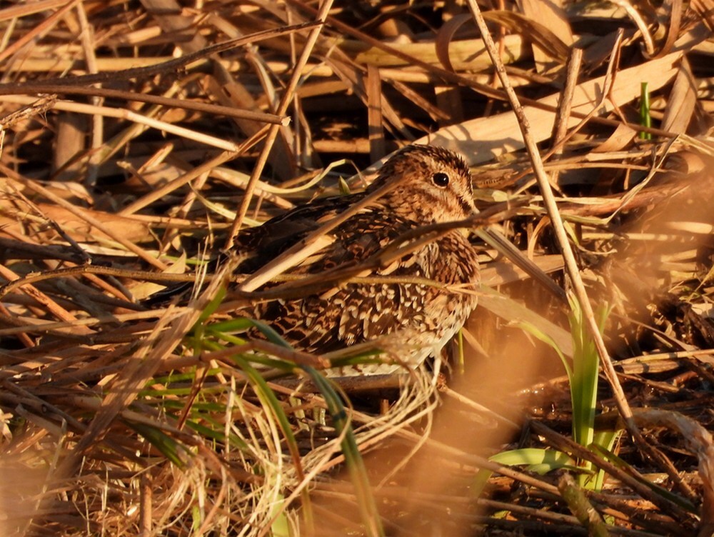 watersnipzouweboezem06042025 1