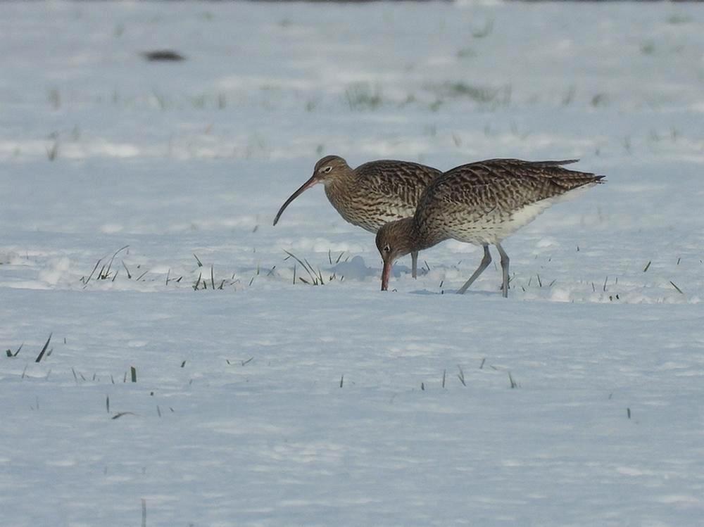 wulpenindesneeuwburggraafmeerkerk08012026 2