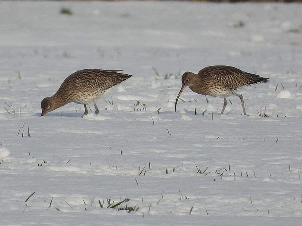 wulpenindesneeuwburggraafmeerkerk08012026 3