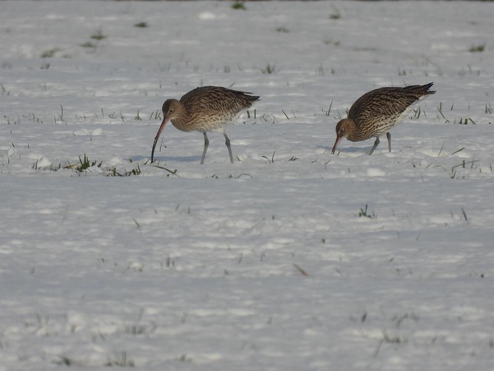 wulpenindesneeuwburggraafmeerkerk08012026 4