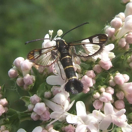 bessenglasvlinder_op_grote_valeriaan_zouweboezemgebied_2_juni_2008.jpg bessenglasvlinder_op_grote_valeriaan_zouweboezemgebied_2_juni_2008.jpg