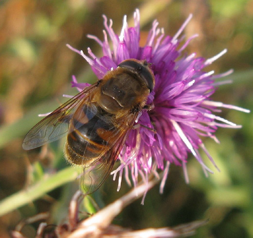 blinde_bij_man_op_kruldistel_beesd_01122009.jpg