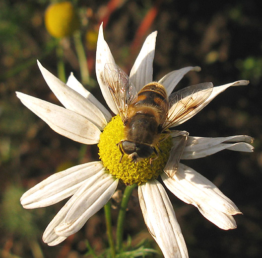 blinde_bij_man_op_reukeloze_kamille_beesd_21112009.jpg