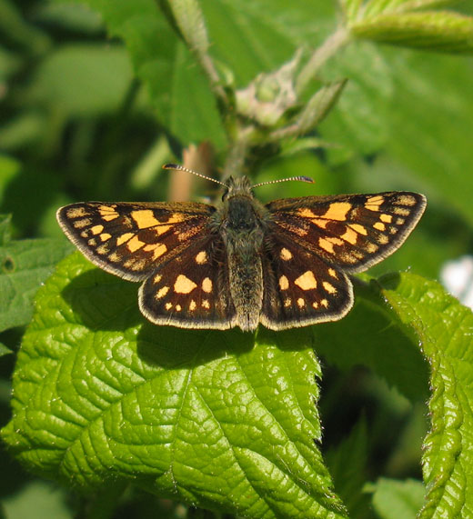 bont_dikkopje_natuurlijk_brabant_04052011_2.jpg