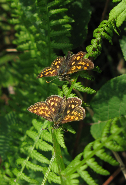 bont_dikkopje_paringsritueel_natuurlijk_brabant_20052011.jpg