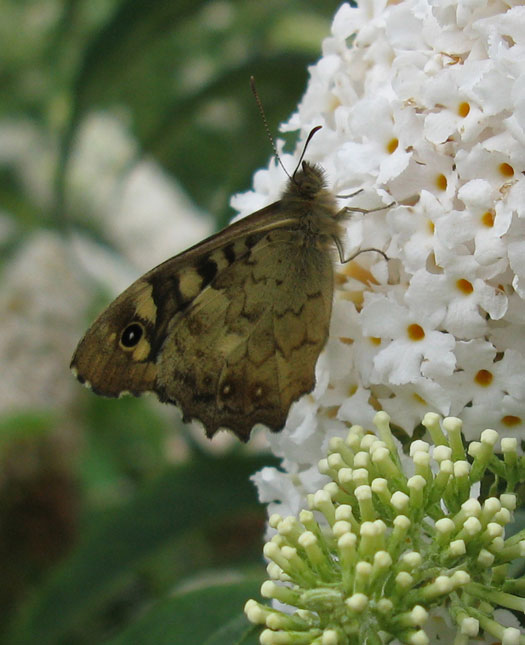 bont_zandoogje_op_vlinderstruik_meerkerk_09082012_1.jpg