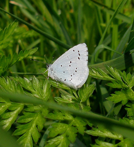 boomblauwtje_vianen_6_april_2009_1.jpg