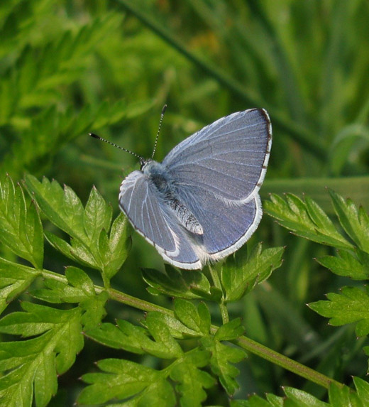 boomblauwtje_vianen_6_april_2009_2.jpg