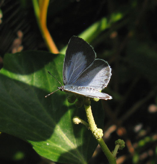 boomblauwtje_vrouw_op_waardplant_klimop_meerkerk_22082012_3.jpg