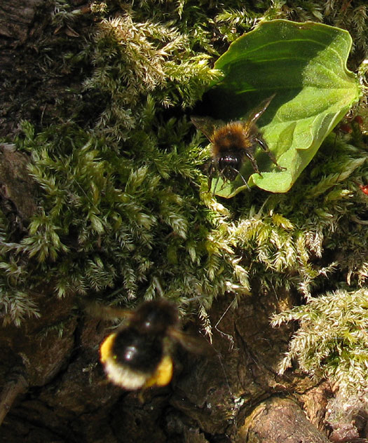 boomhommelnest_werksters_zouweboezem_12042014.jpg