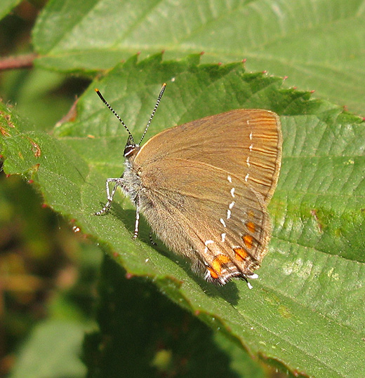 bruine_eikenpage_natuurlijk_brabant_4_juli_2009_1.jpg