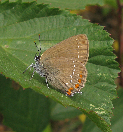 bruine_eikenpage_natuurlijk_brabant_4_juli_2009_2.jpg
