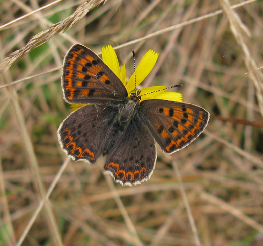 bruine_vuurvlinder_man_hoge_veluwe_120810_1.jpg
