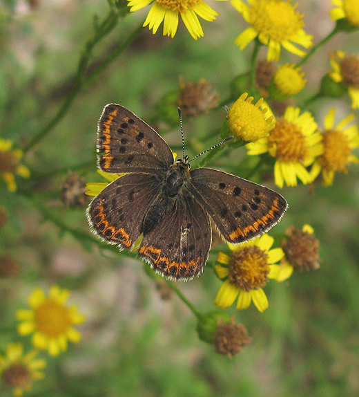 bruine_vuurvlinder_vrouw_hoge_veluwe_120810_1.jpg