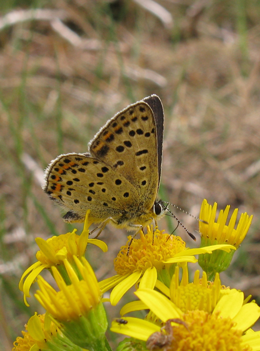 bruine_vuurvlinder_vrouw_hoge_veluwe_120810_2.jpg