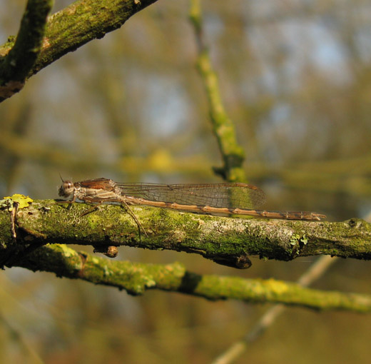 bruine_winterjuffer_betuwe_011209_2.jpg
