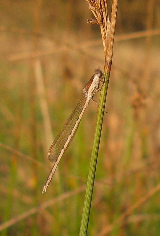bruine_winterjuffer_buren_211109.jpg