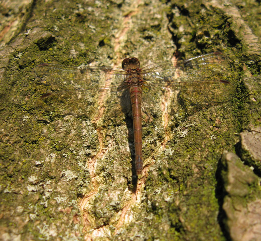 bruinrode_heidelibel_zouweboezemgebied_081109.jpg